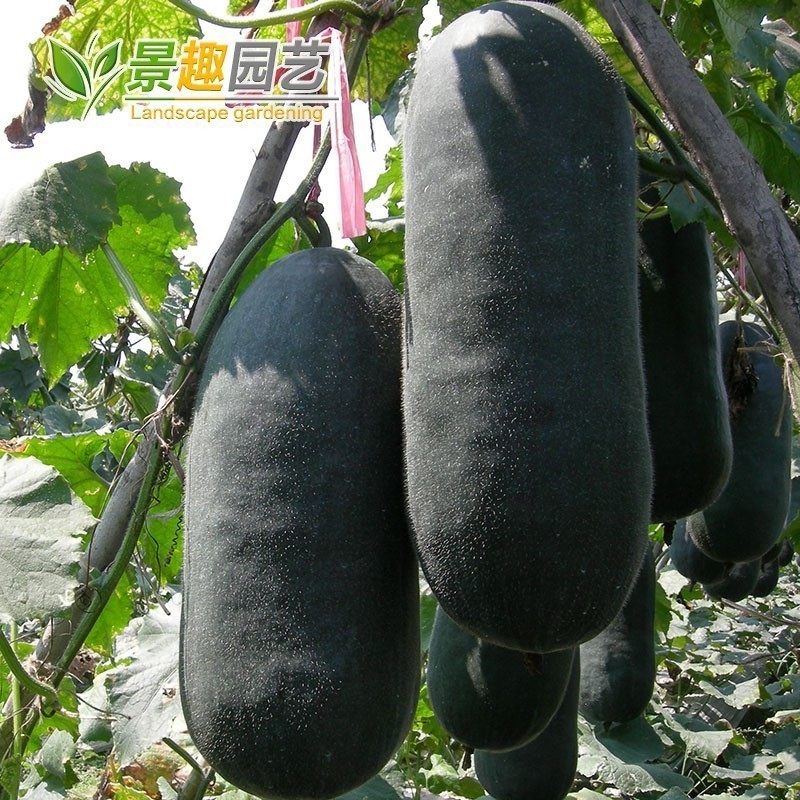 广东黑皮冬瓜种子种菜庭院种菜蔬菜蔬果种子阳台盆栽包邮四季播种