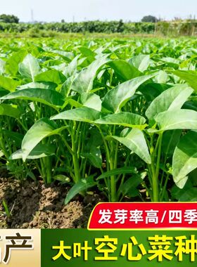 大叶空心菜种子高产四季易种植蔬菜种苗新鲜绿叶菜籽大叶空心菜种