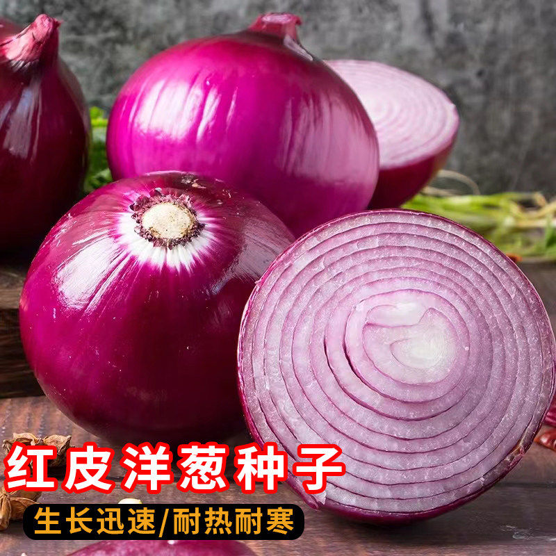 紫皮洋葱种种子秧苗红皮特大圆葱耐寒阳台盆栽四季可种植高产葱种