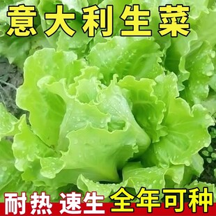 意大利生菜王种子生菜种籽四季苗秧菜种孑籽种菜籽大全奶油孔雀菜