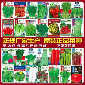 四季蔬菜种子番茄简单香菜盆栽