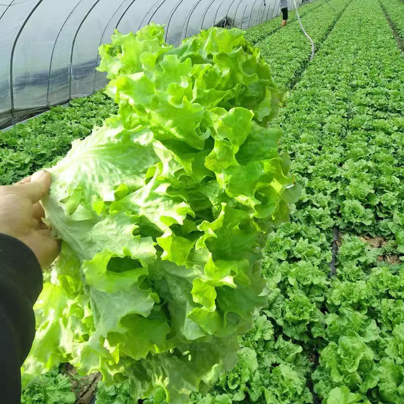 奶油蔬菜紫生菜紫包菜种籽美国大速生菜种子阳台庭院均可播种四季-封面