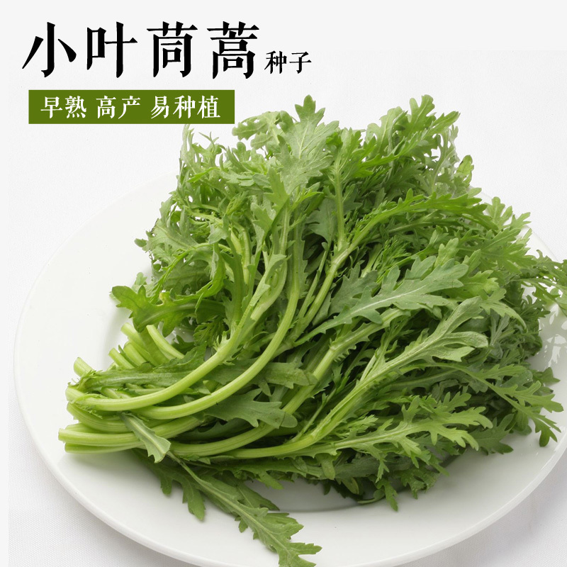 小叶茼蒿皇帝菜种子四季播种蔬菜精选光杆茼蒿阳台庭院大田容-封面