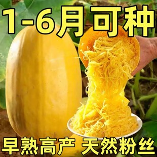 金丝绞瓜种子粉丝瓜新品农家搅瓜泗县鱼翅瓜四季播种春秋茭瓜种籽
