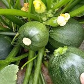 早熟无蔓翠珠西葫芦种子角小南瓜圆西葫芦籽高产抗热抗病四季 易种