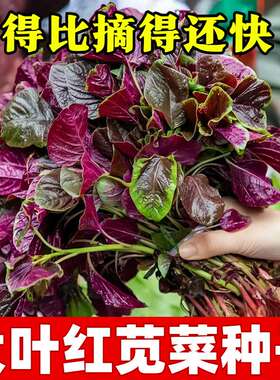 苋菜种子大全老品种菜籽白红圆叶大叶一点红野生农家蔬菜四季可种