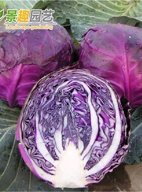 秋播紫甘蓝种子 紫色卷心菜 紫包菜庭院阳台蔬菜种子易种高产菜籽