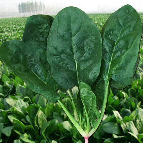 四季易种大叶菠菜肉厚香浓