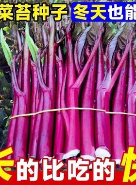 红菜苔种孑菜心种籽广东湖北十月红紫菜苔种籽四九菜心种子四季播
