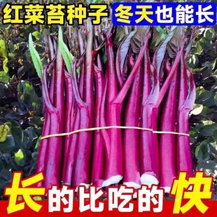 红菜苔种孑菜心种籽广东湖北十月红紫菜苔种籽四九菜心种子四季播