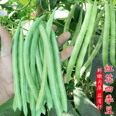 红花白荚四季豆种子好吃易种春播