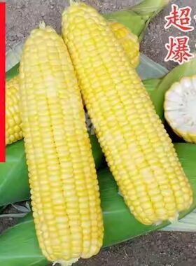 水果玉米种子超甜耐热高产特大甜玉米种籽孑大田阳台种植非转基因