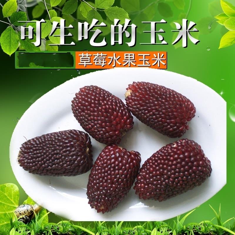 水果玉米种子高产大田夏季播盆栽观赏兼食用甜糯鲜食草莓玉米种子