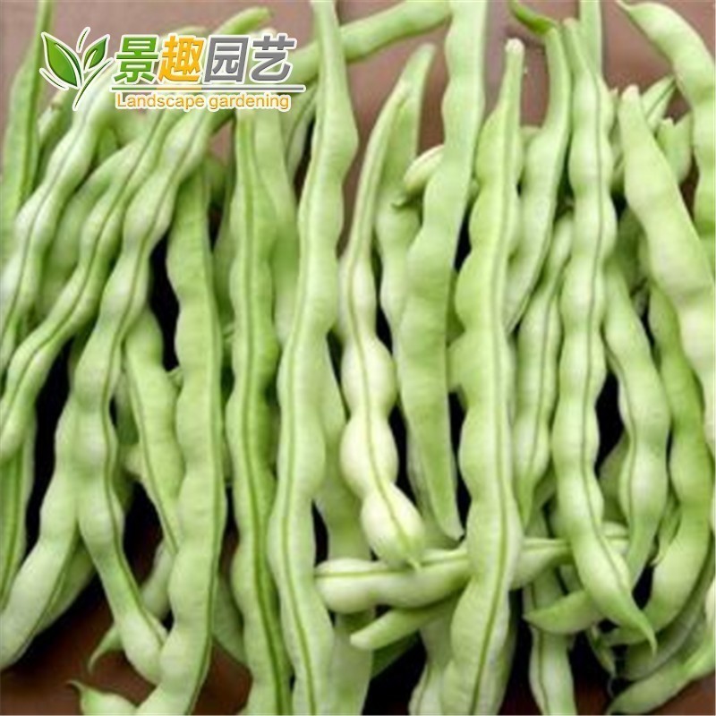 早熟高产豆角景趣易种地豆王种子