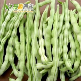 四季高产地豆王梅豆种子精品良种眉豆角庭院菜园易种蔬菜早熟梅豆