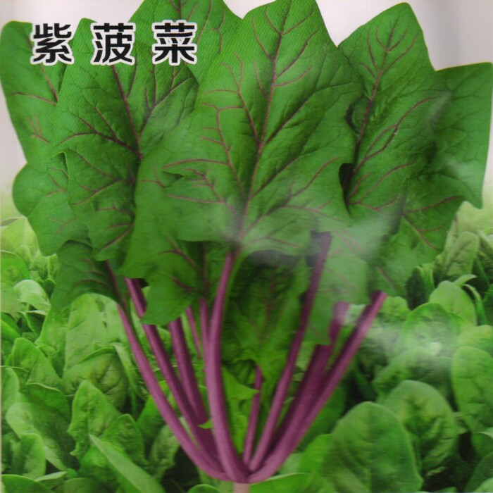 紫叶菠菜种子四季蔬菜阳台庭院农家田园易种春秋播口感好丰产农家