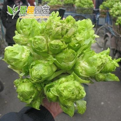 儿菜种子泡菜蔬菜芥菜四季易种