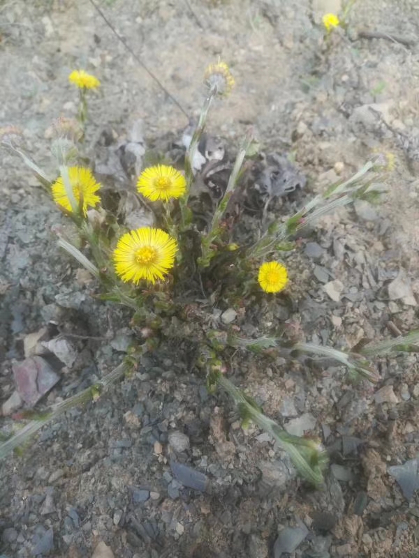 款冬花野生中草药材种苗园林绿化苗木观赏药用盆栽花卉食材草本