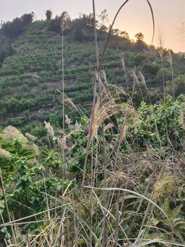中华芒禾本科杂草中草药材农产品加工设备园林绿化观赏草本