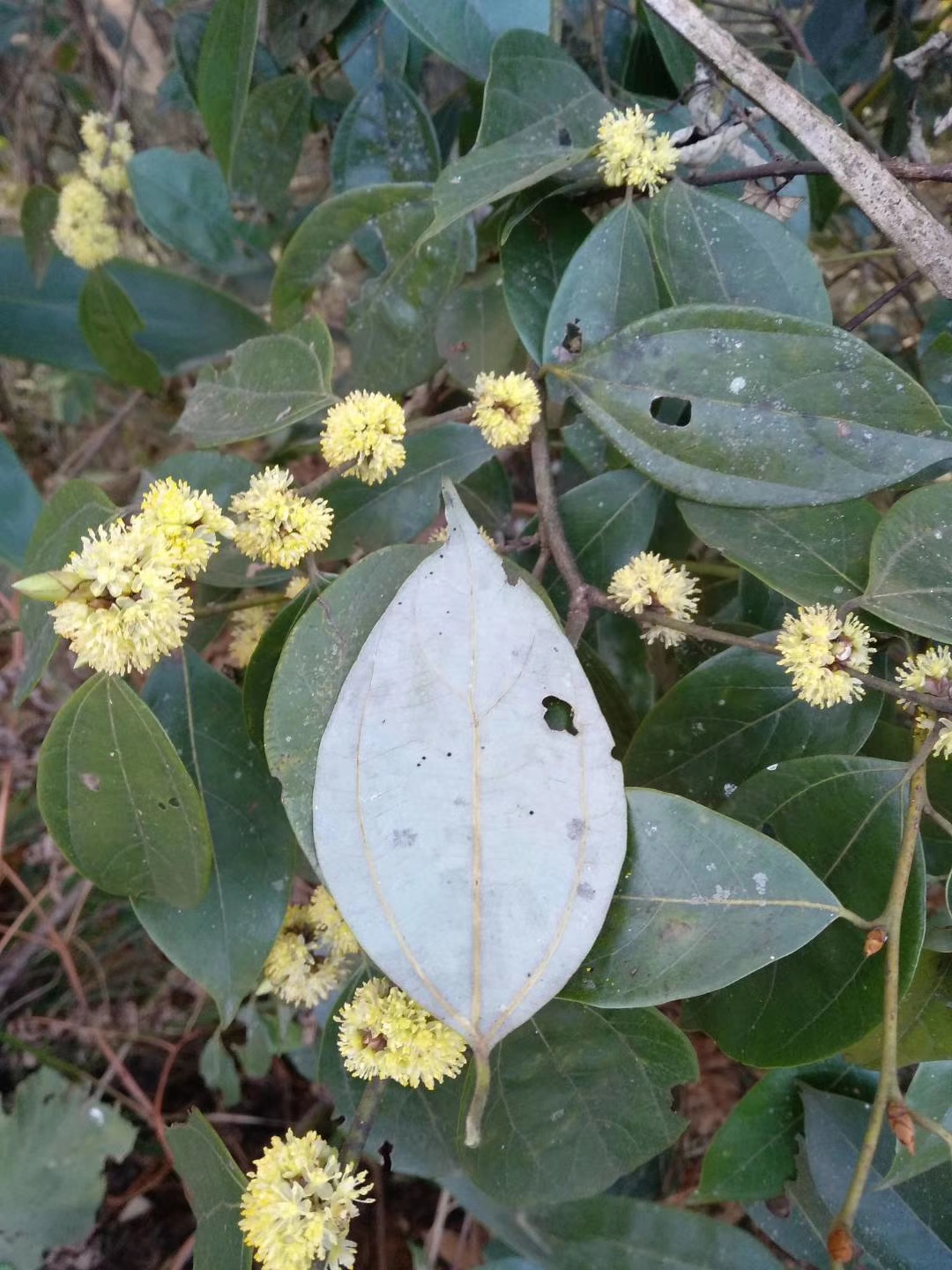 乌药深山含笑观花观果乔木野生中草药材种苗庭院绿植园林绿化苗木