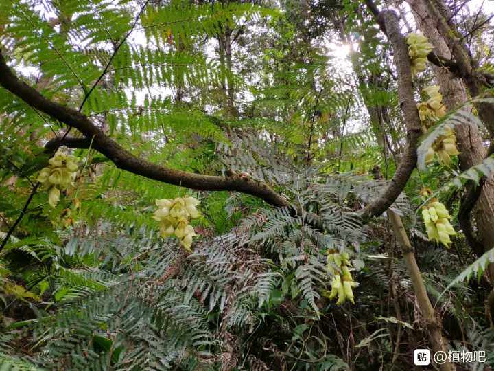 白花油麻藤观赏药用盆栽花卉药材种苗种子新鲜全草爬藤植物