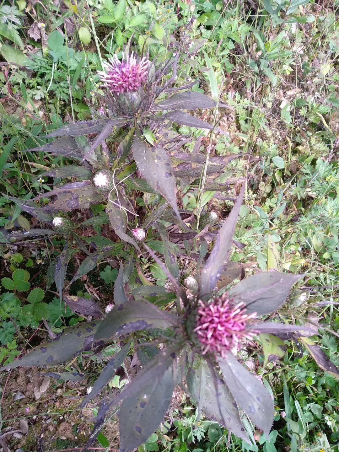 菊科苍术属白术野生中草药材种苗种子园林绿化苗木观赏药用盆栽