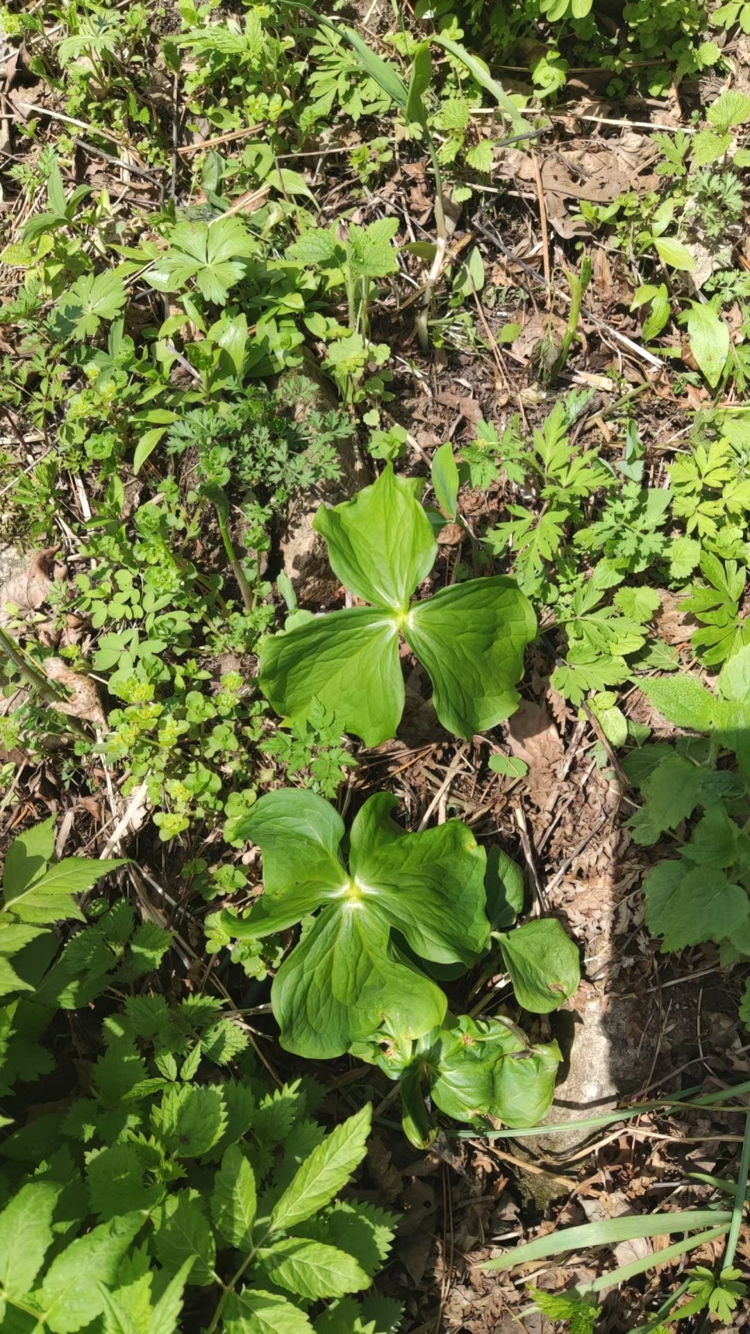 延龄草荷青花农产品加工设备中草药材