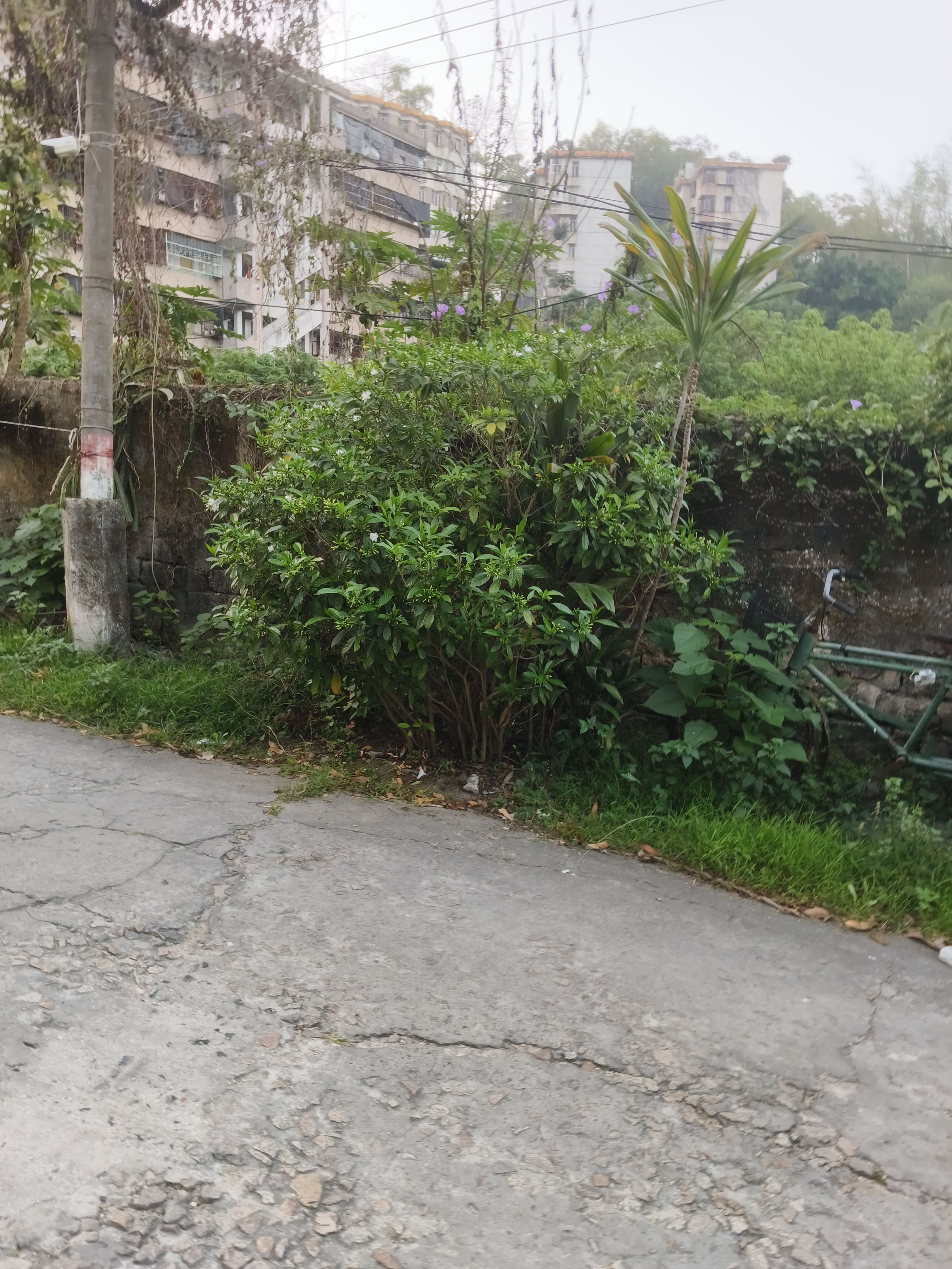 白花观赏灌木狗牙花中草药材农产品加工设备观赏药用盆栽花卉庭院