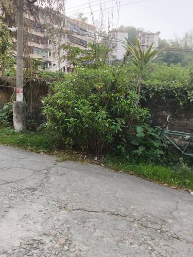 白花观赏灌木狗牙花中草药材农产品加工设备观赏药用盆栽花卉庭院