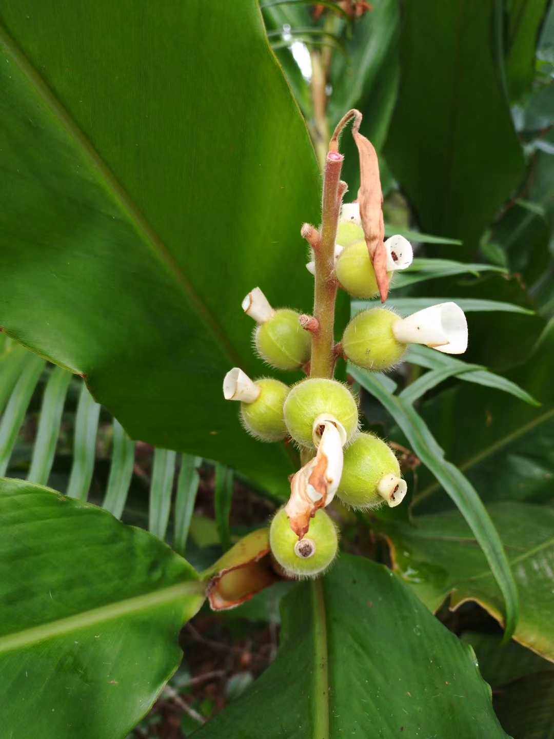 喙花姜花叶艳山姜草豆蔻小叶山姜各种姜科植物中草药材种苗种子