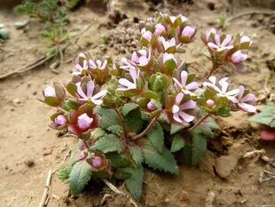 报春花科大苞点地梅中草药材农产品加工设备草本盆栽花卉观赏药用