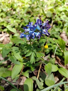 中草药材农产品加工设备草本盆栽花卉观赏齿瓣延胡索蓝雀花紫堇