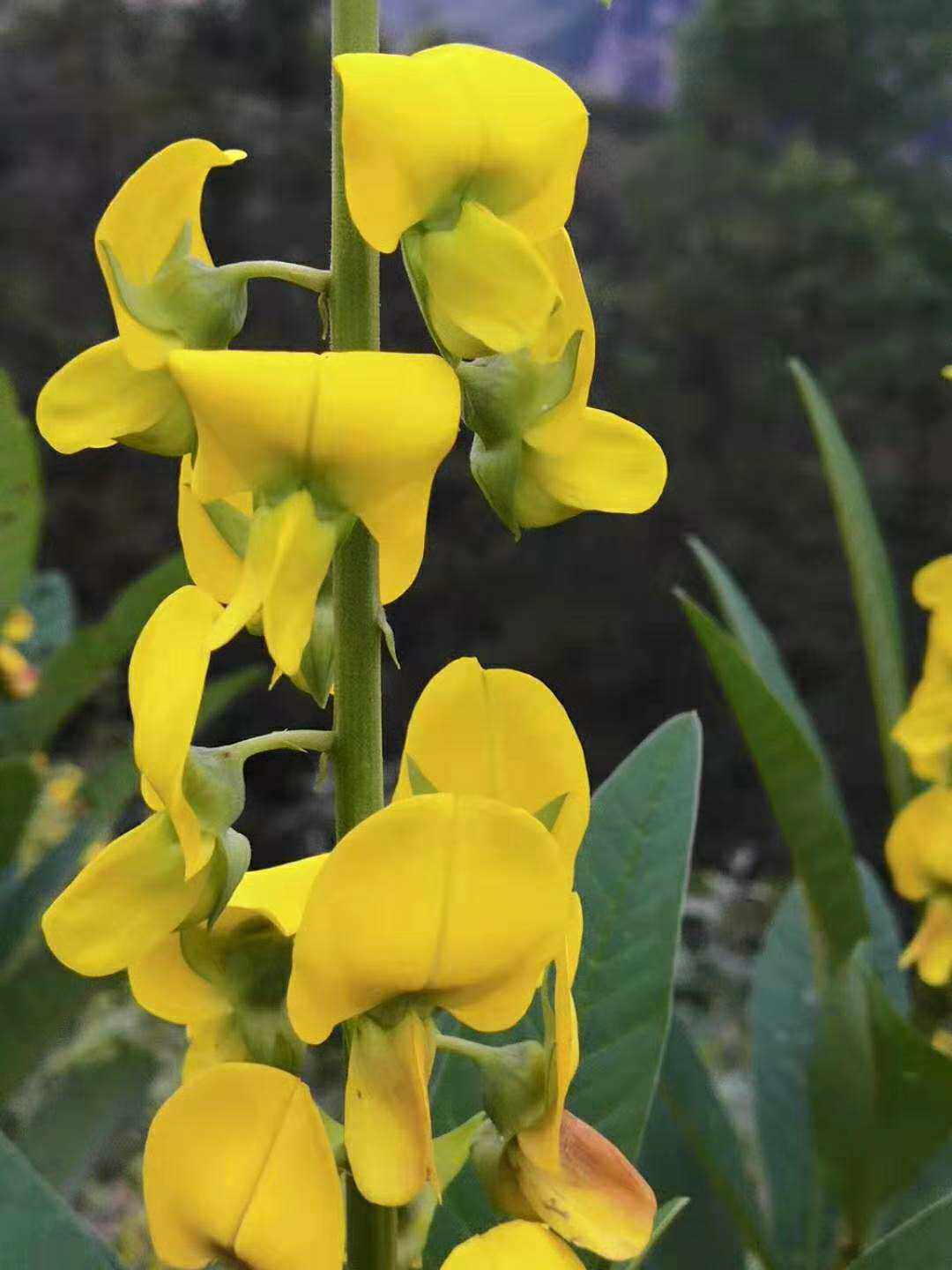 猪肚豆,大猪屎豆,观赏药用植物园林绿化庭院药材种苗种子