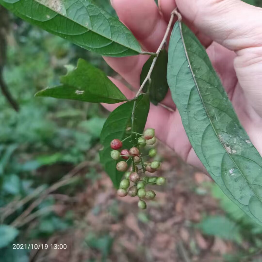日本五月茶，狗骨柴，灌木农产品加工设备中草药材