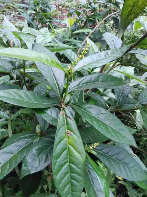 云南土沉香刮筋板观赏药用盆栽花卉庭院布置园林绿化种苗种子全草