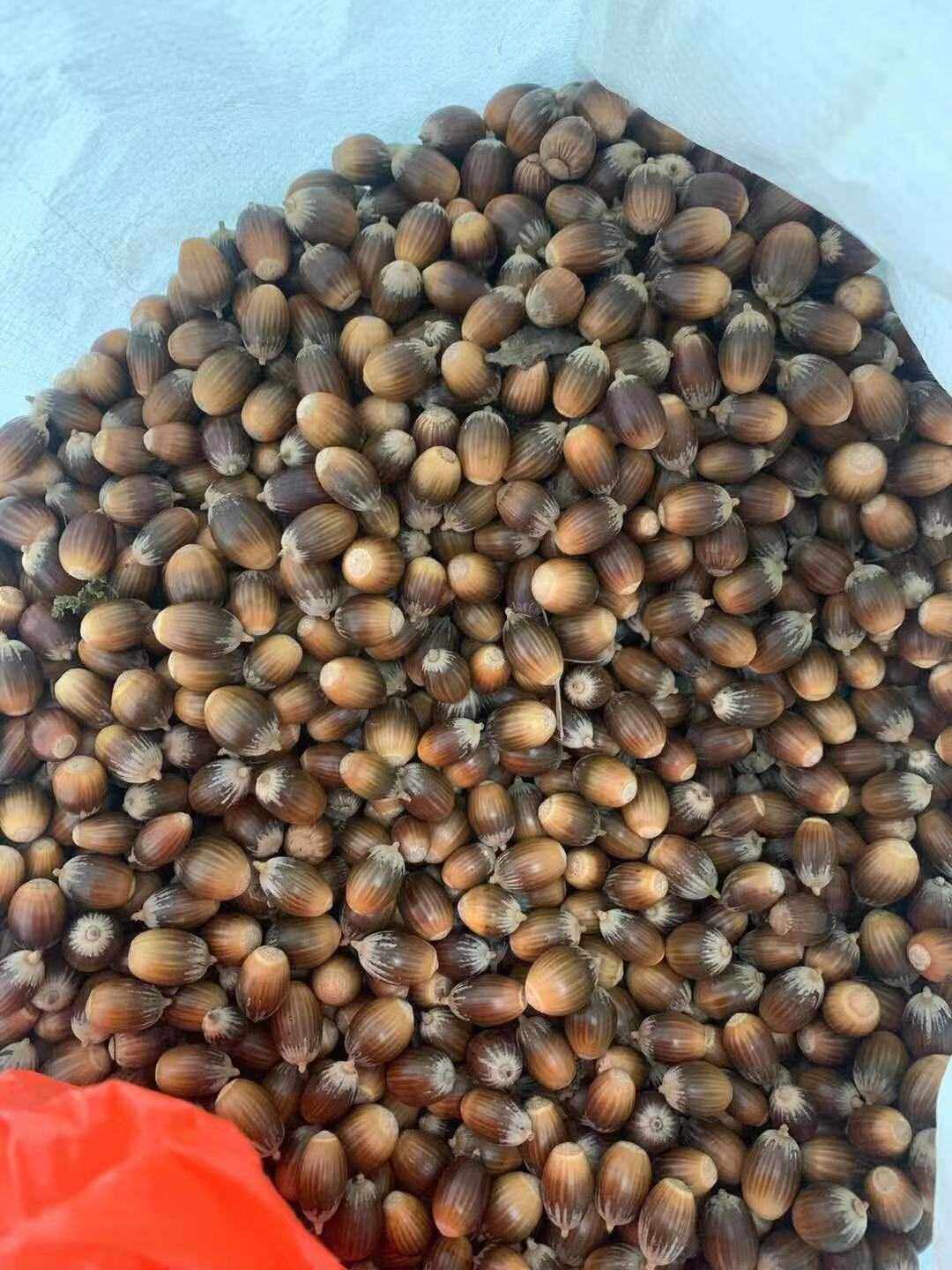 赤皮青冈野生中草药材种苗种子观赏药用盆栽花卉乔木壳斗科园林