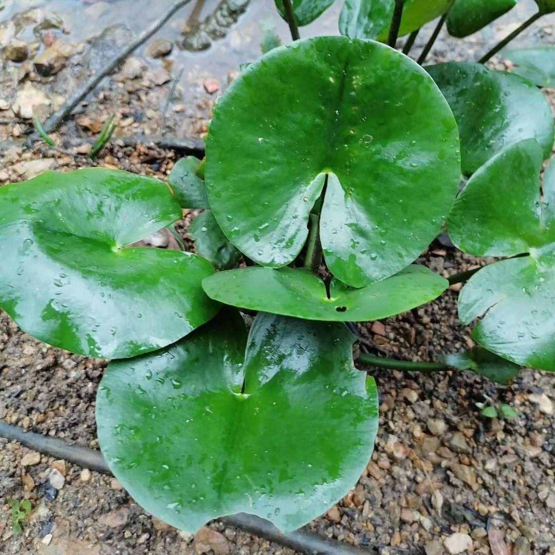 萍蓬草野生中草药材种苗种子阳台水体景观绿化庭院观赏药用花卉