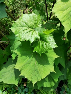 有齿鞘柄木中药材接骨木中草药农产品加工设备花园花境接骨丹