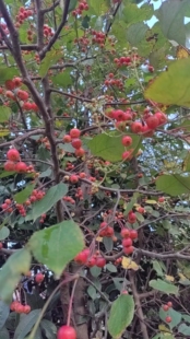 山荆子山丁子非山楂果山楂果中草药材农产品加工设备