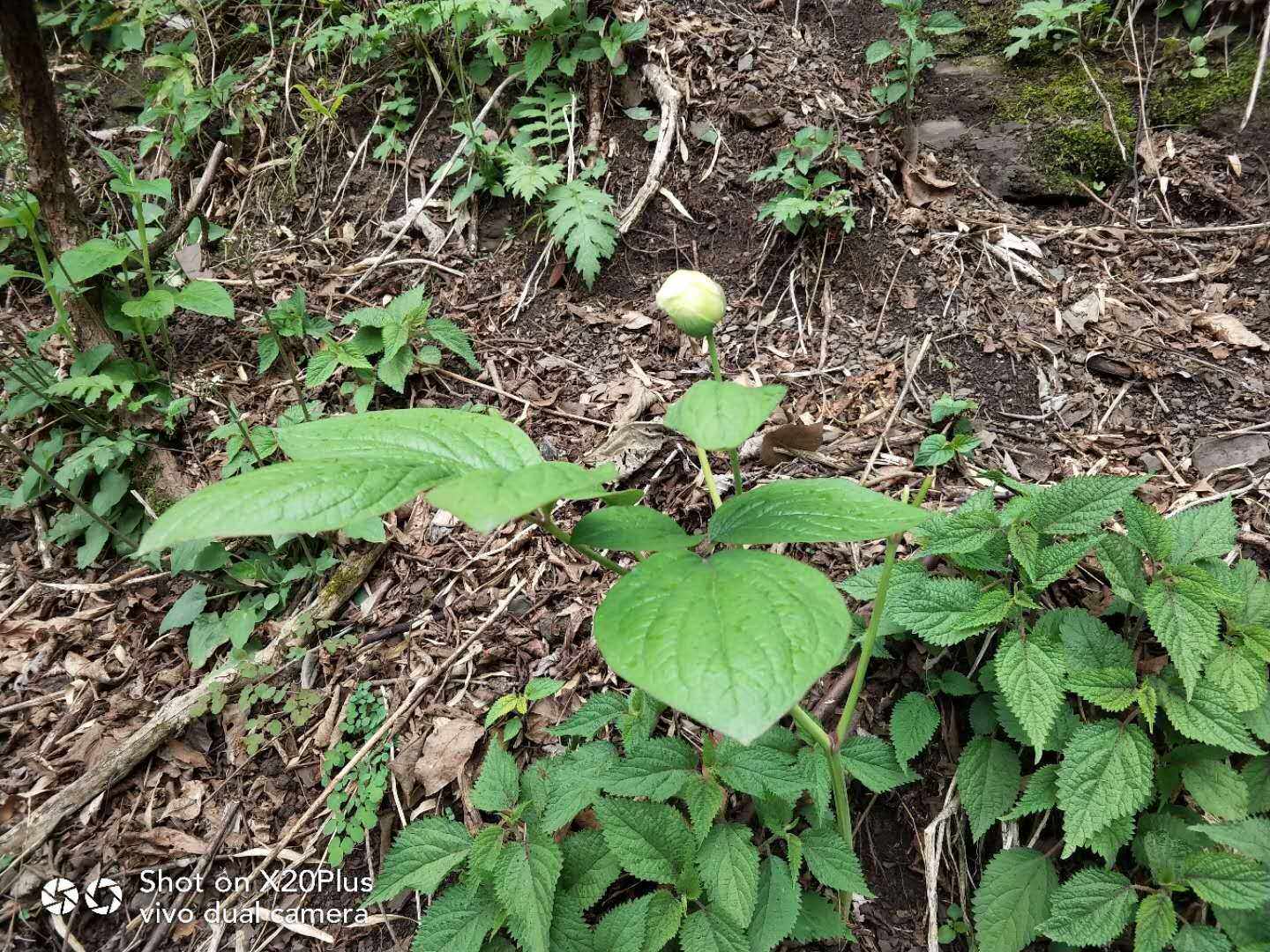 美丽草芍药观赏药用盆栽花卉药材种苗种子新鲜全草阳台庭院