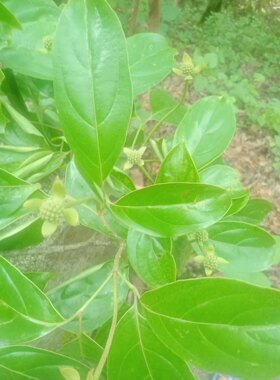 中草药材农产品加工设备草本盆栽花卉刺果番荔枝野生水果亚热带