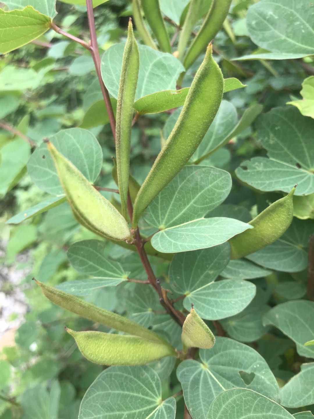 豆科植物显豆属白花羊蹄甲观赏园林绿化苗木中草药材种苗种子红花