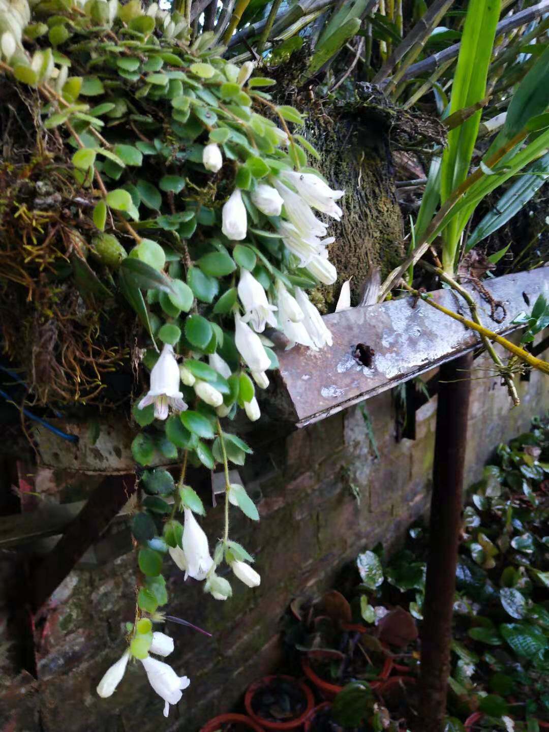 白花芒毛苣苔苦苣苔科多肉热带植物观赏药用盆栽花卉阳台5棵
