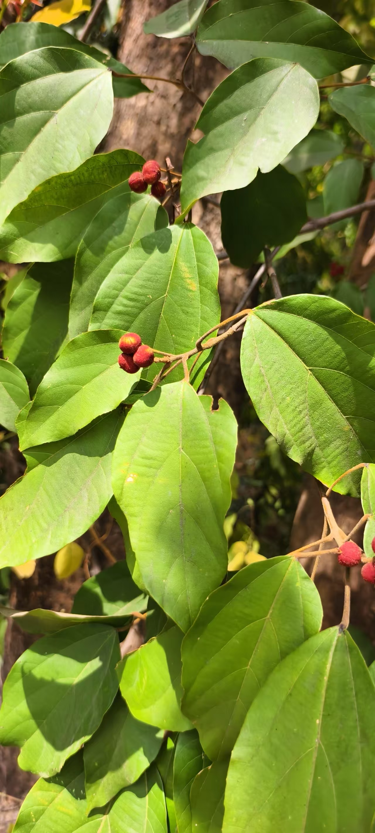粗糠柴中草药材农产品加工设备园林绿化苗木观赏药用盆栽花卉
