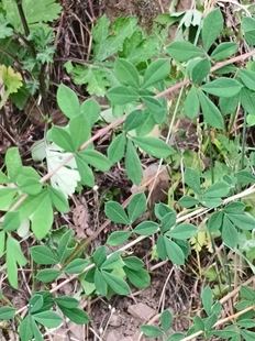 红花锦鸡儿 豆科灌木农产品加工设备