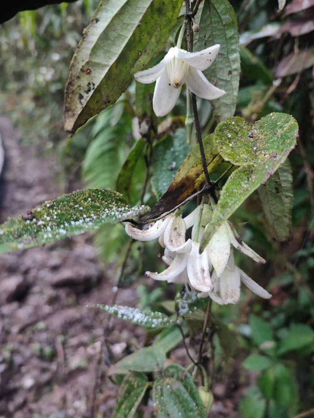 冬季开花点两种铁线莲野生中草药材种苗种子园林绿化苗木观赏药用