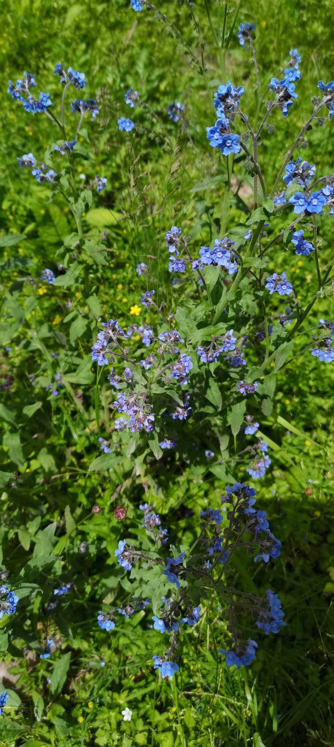 倒提壶蓝布裙狗屎花萝卜贴骨散紫草科观赏药用种苗种子中草药材