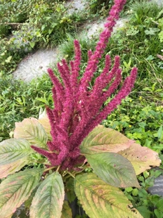 红色花境材料千穗谷农产品加工设备中草药材苋科