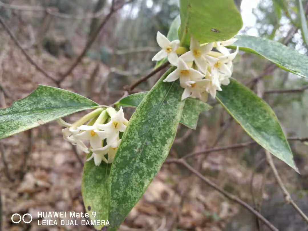 各种瑞香属植物祖师麻雪里开香料冬季观花新鲜全草药材种苗种子