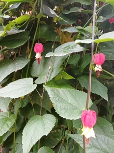 红萼苘麻药用观赏常绿藤蔓灌木蓝花丹华南花境设计农产品加工设备